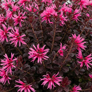 4ft Patio Loropetalum Tree | 5L Pot